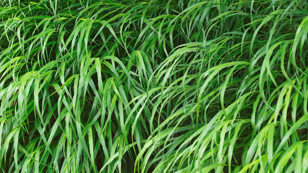 Hakonechloa smukła Beni-kaze