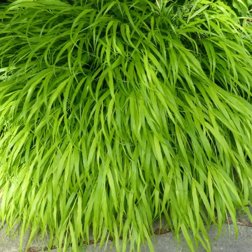 Hakonechloa smukła / Trawa bambusowa