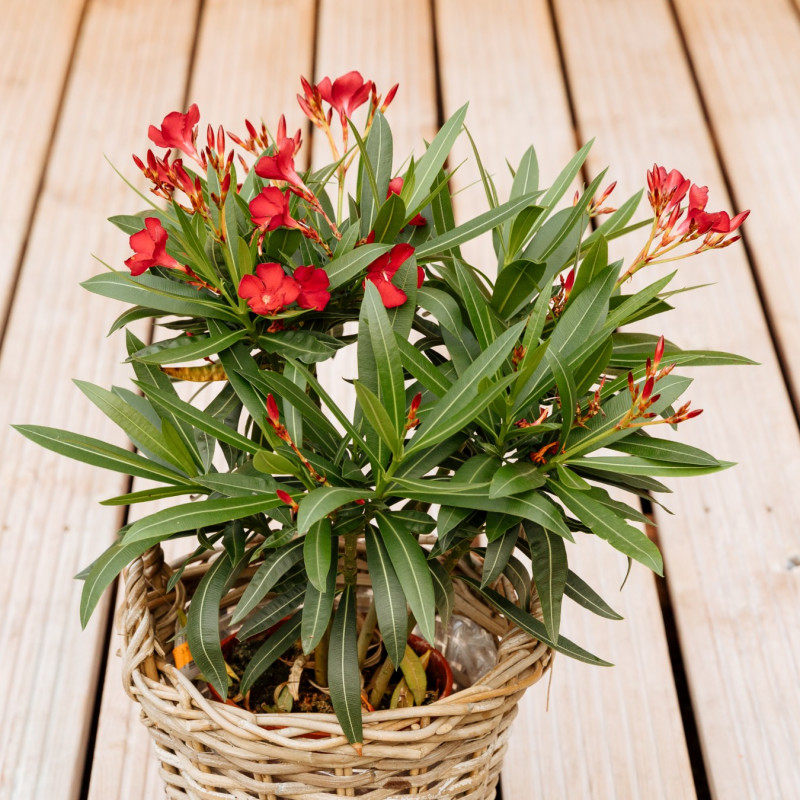 Rośliny śródziemnomorskie do doniczek - oleander