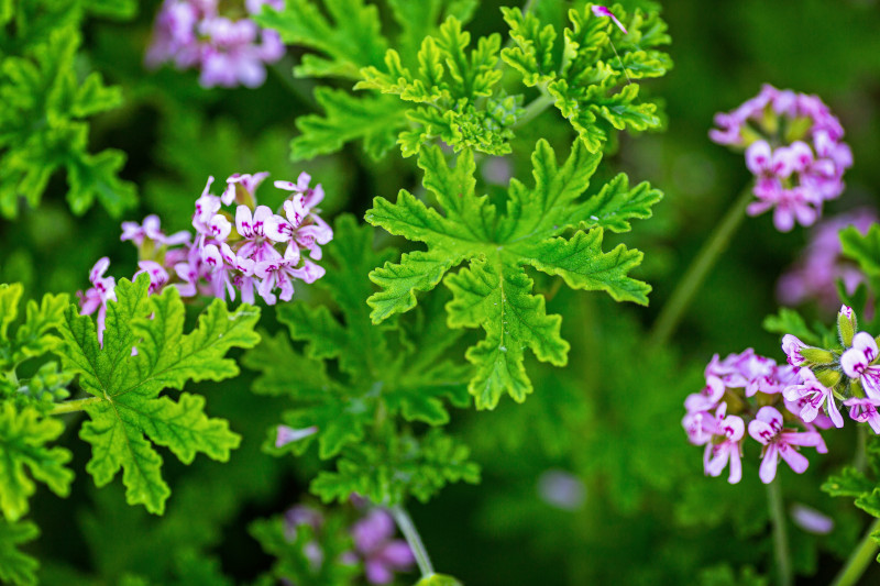 Pelargonia pachnąca – naturalny repelent o cytrusowym zapachu