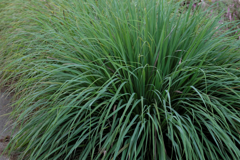 Trawa cytrynowa – egzotyczna roślina z mocą repelentu