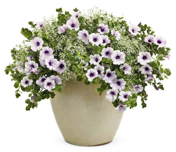 Supertunia Blue Veined