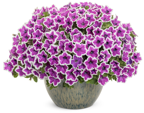 Supertunia odmiana Hoopla Vivid Orchid