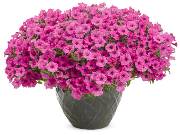 Supertunia odmiana Mini Vista Hot Pink