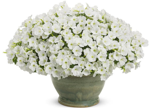 Supertunia odmiana White