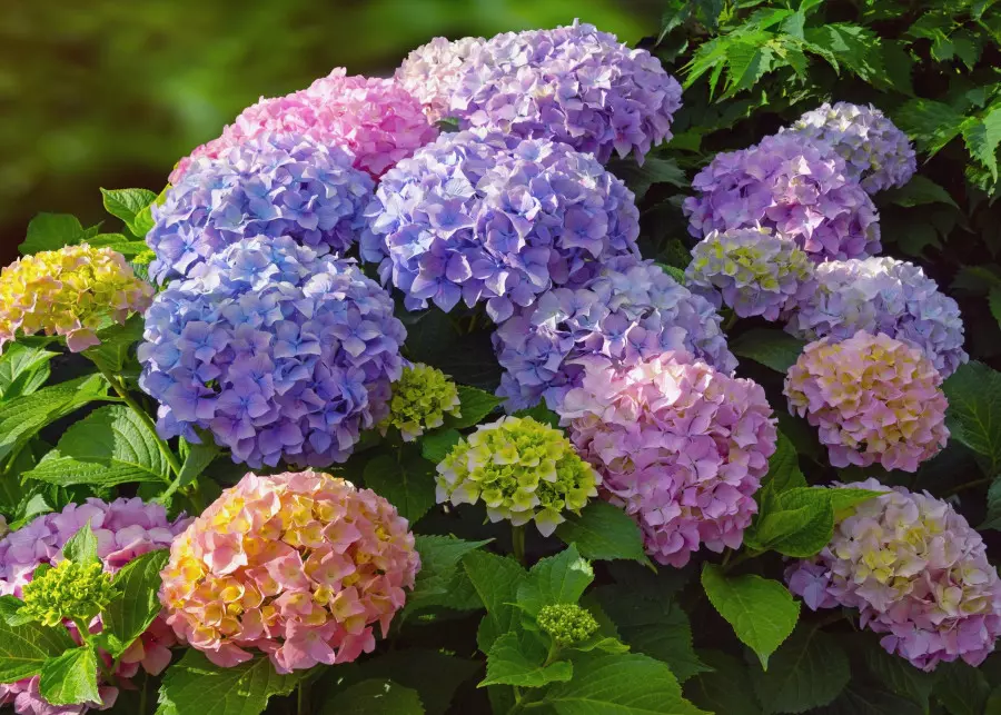 Zakochaj się w hortensji ogrodowej - jak ją uprawiać, by pięknie kwitła