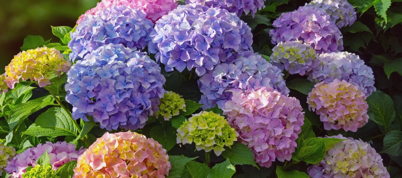 Zakochaj się w hortensji ogrodowej - jak ją uprawiać, by pięknie kwitła