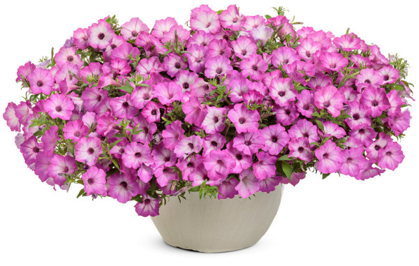 Supertunia odmiana Tiara Pink