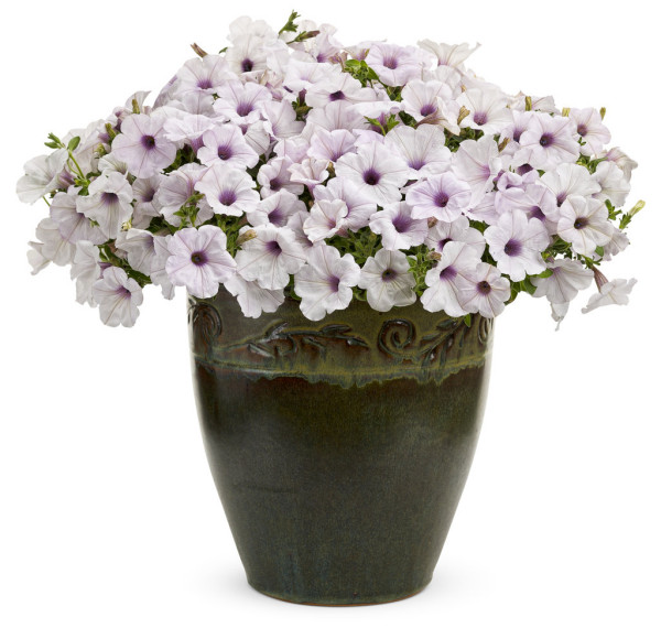 Supertunia odmiana Silver