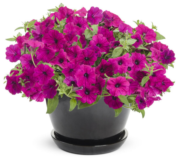 Supertunia odmiana Royal Magenta