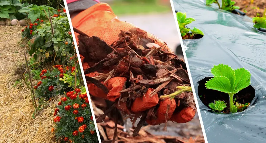 Ściółkowanie gleby i roślin w ogrodzie | Dlaczego warto to robić?