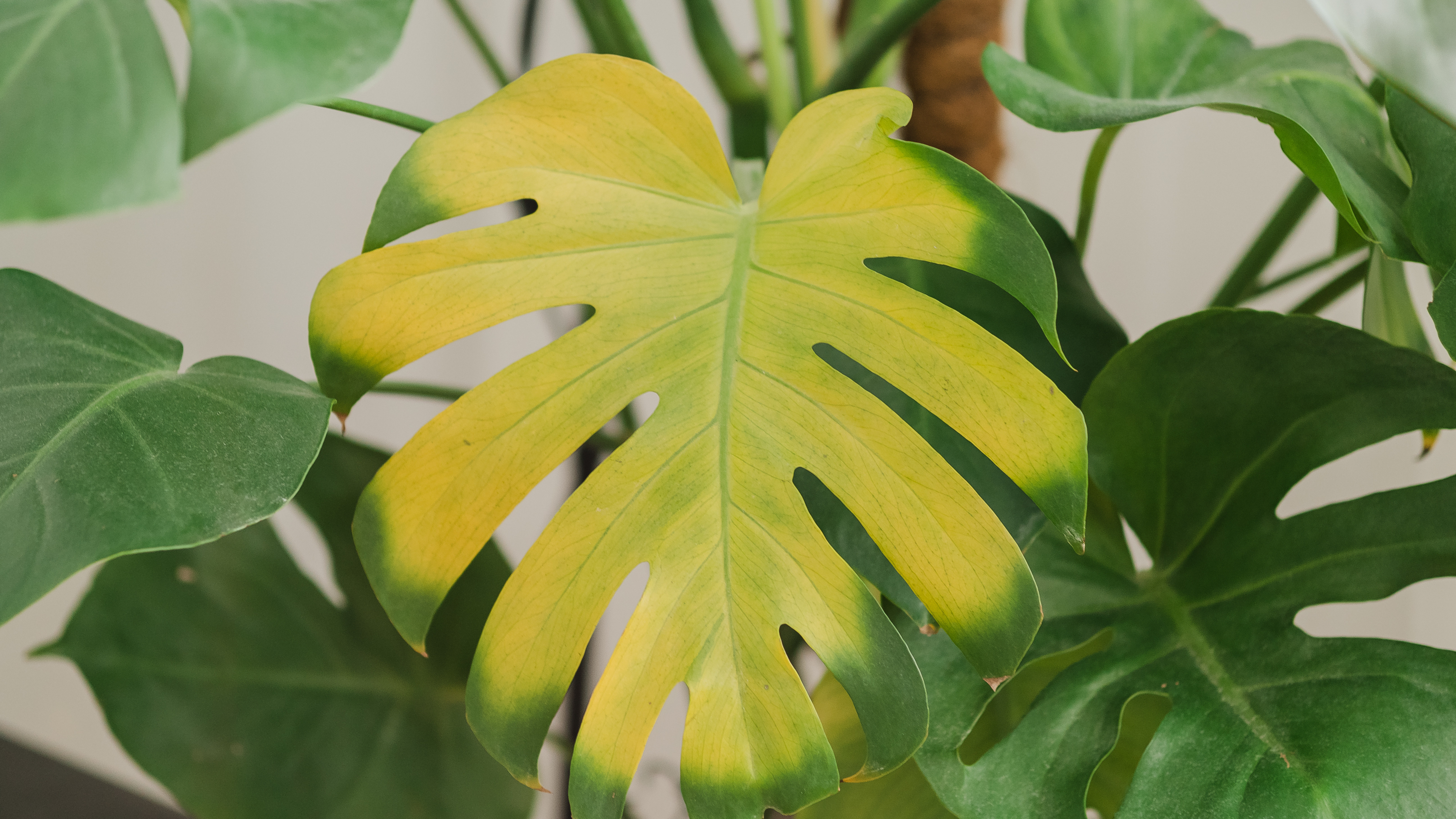 philodendron orange Philodendron Orange Marmalade – Fantastic Gardens main image 1