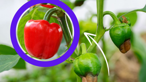 Sucha zgnilizna atakuje paprykę? Wystarczy ten naturalny oprysk, a będziecie zbierać kilogramy