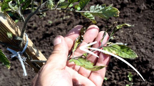 Na pomidorach macie fioletowe liście? Koniecznie zróbcie ten naturalny nawóz