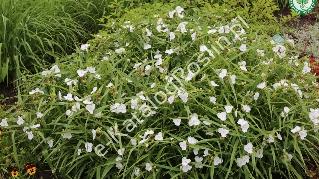 kwitnąca na biało w ogrodzie trzykrotka Tradescantia Alba Fot. Grzegorz Falkowski