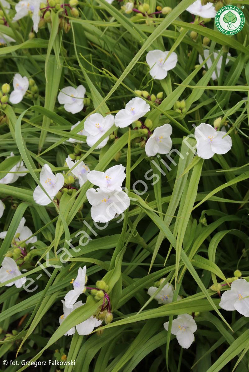 białe kwiaty kwitnącej w ogrodzie trzykrotki Tradescantia Alba