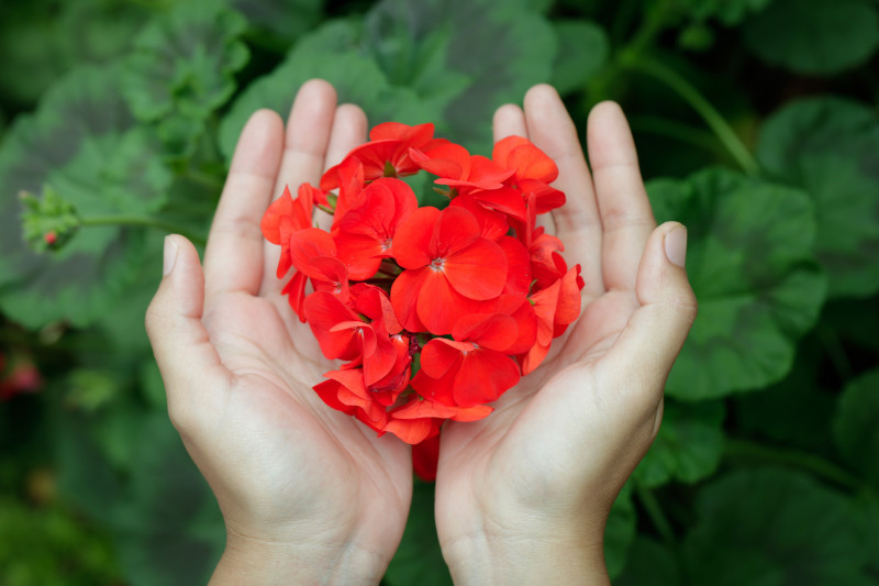 Piękna pelargonia dzięki odpowiedniemu odżywianiu