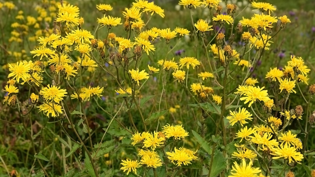 Mlecz polny (Sonchus arvensis)