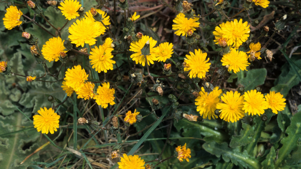 Mlecz polny (Sonchus arvensis)