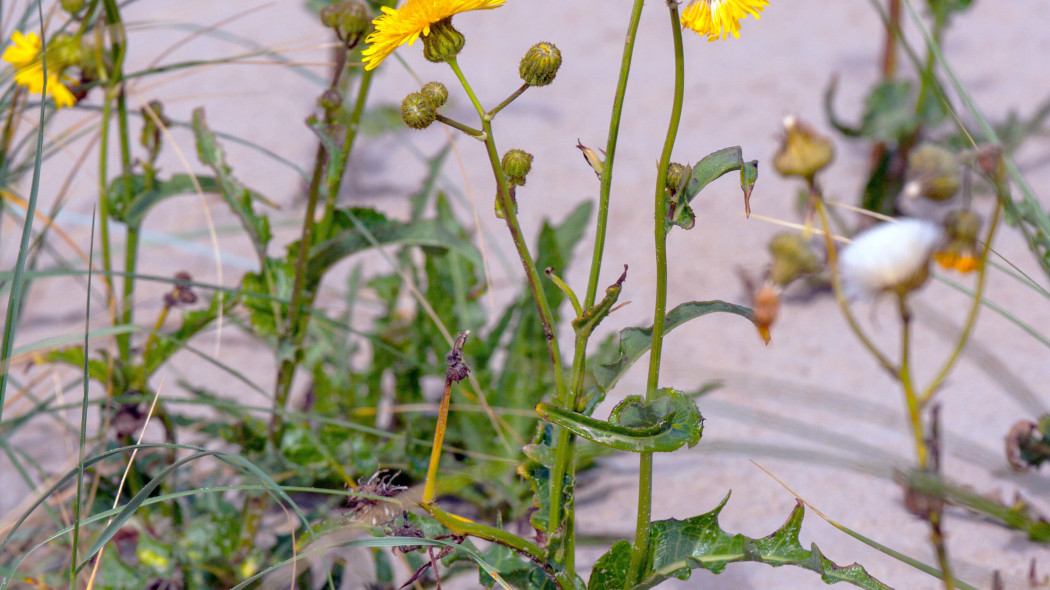 Mlecz polny (Sonchus arvensis)