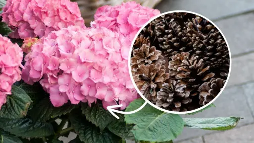 Ściółka dla hortensji z... szyszek? Tak zastąpisz 1 drogi produkt