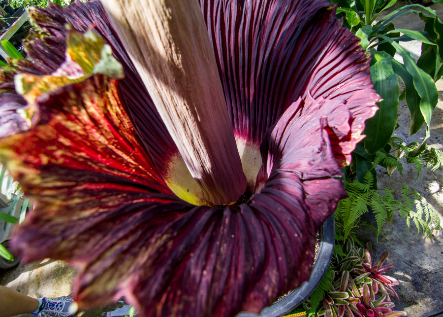 Dziwidło olbrzymie (Amorphophallus titanum)