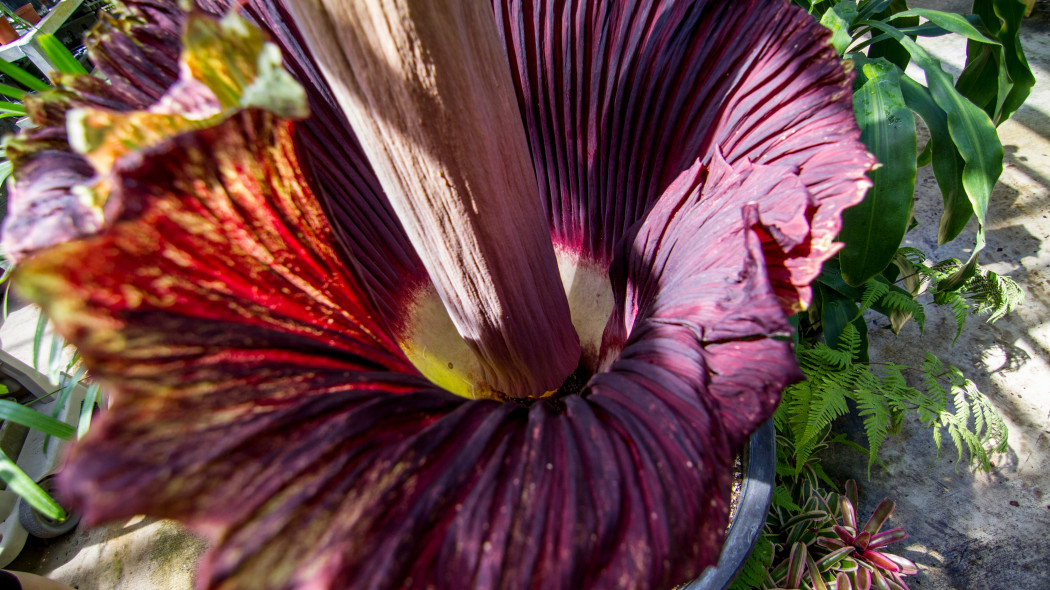 Dziwidło olbrzymie (Amorphophallus titanum)