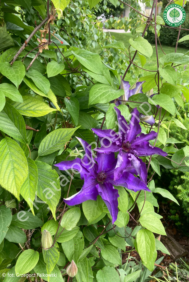 kwitnący w ogrodzie na fioletowogranatowy kolor powojnik Clematis 'The President'