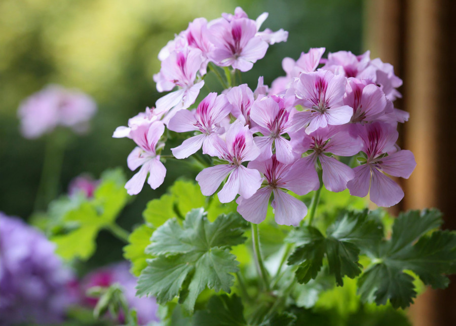 Geranium ozdobne, zdjęcie poglądowe, fot. Adobe Firefly