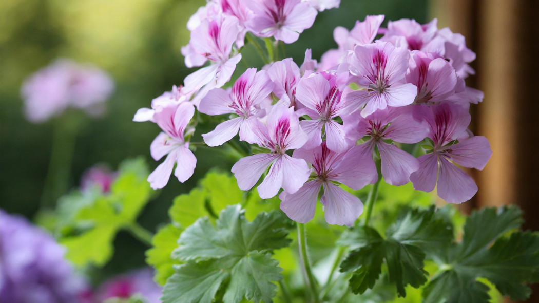 Geranium ozdobne, zdjęcie poglądowe, fot. Adobe Firefly