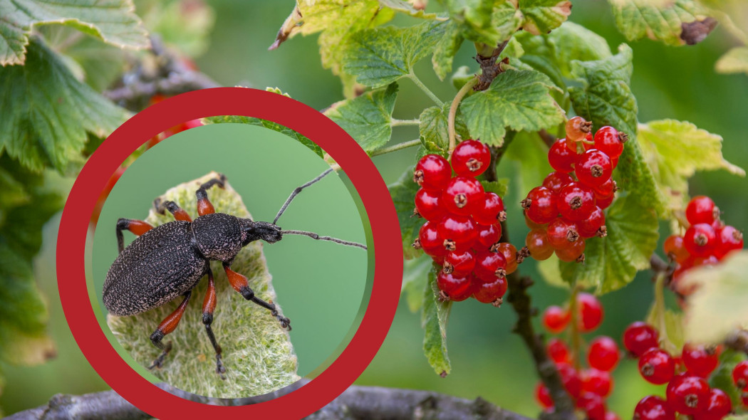 opuchlak rudonóg znajdujący się na krzewach porzeczki czerwonej