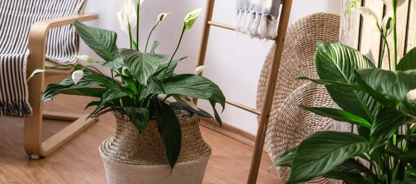 Skrzydłokwiat w domu, w wiklinowych osłonkach