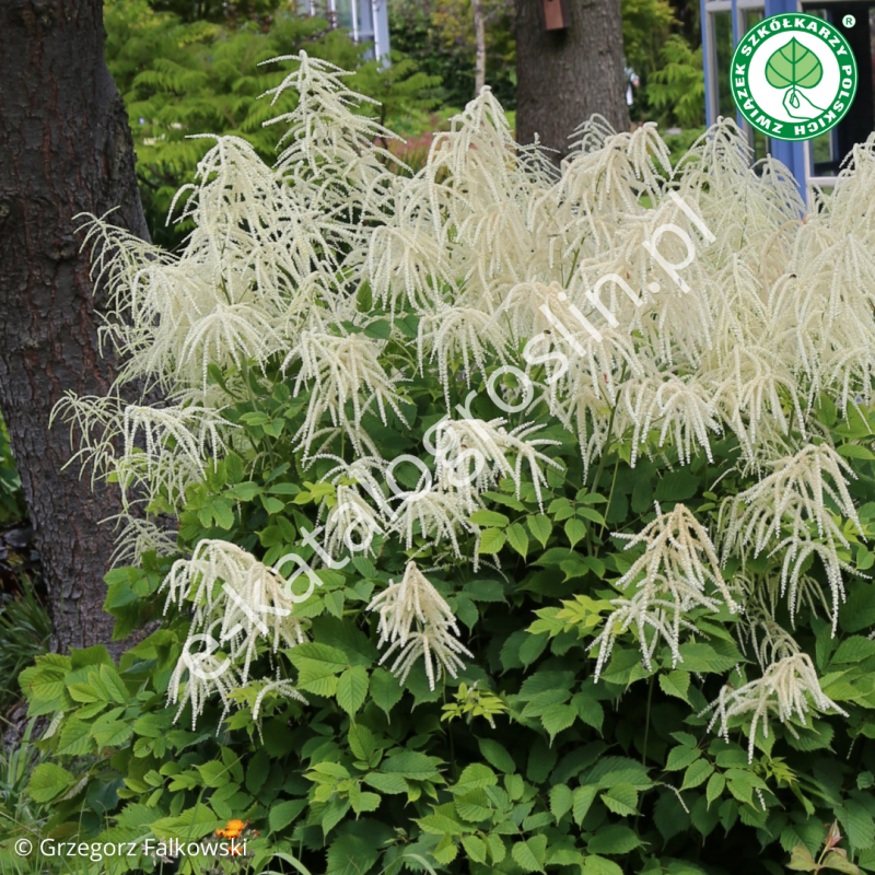 Białe kwiaty parzydła leśnego (Aruncus dioicus) w ogrodzie w czerwcu