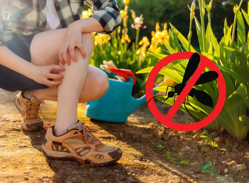 10 sposobów na insekty – przegląd produktów na komary, kleszcze i meszki