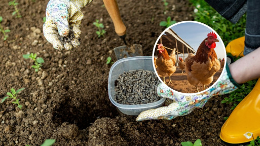 Kurzeniec śmierdzi, ale ogrodnicy go kochają! Dlaczego? Zobacz, jak działa