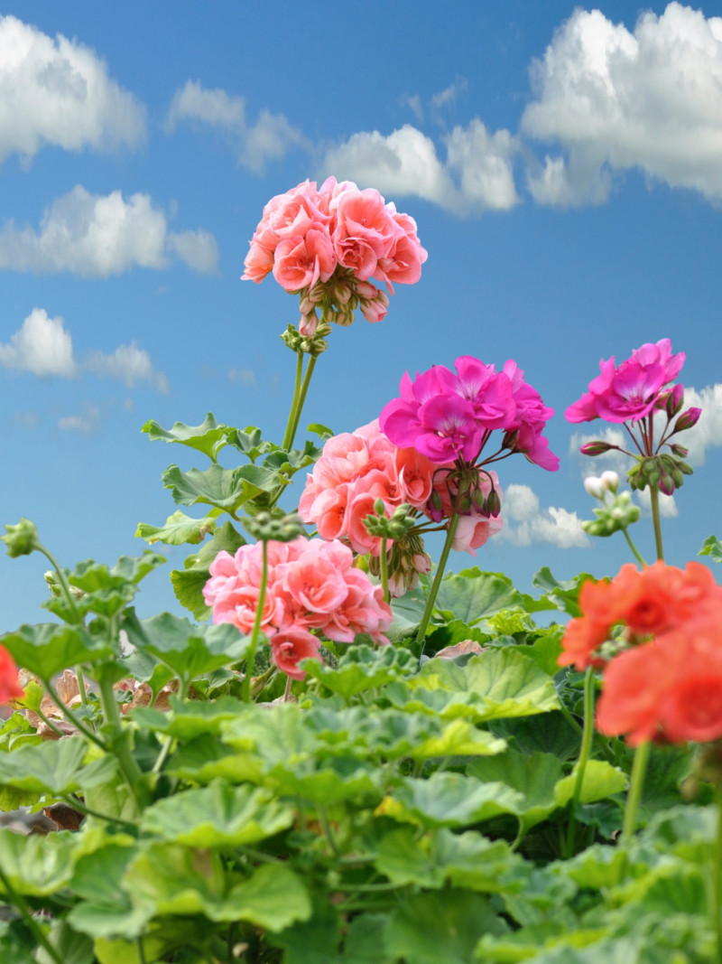 Pelargonia rabatowa o długich pędach