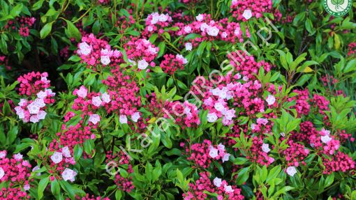 Kalmia szerokolistna ‘Ostbo Red'