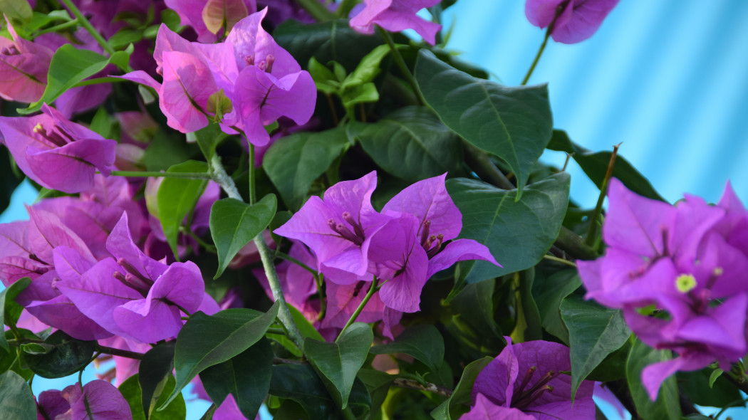 Bugenwilla (Bougainvillea)