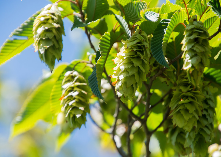 Grab japoński (Carpinus japonica)