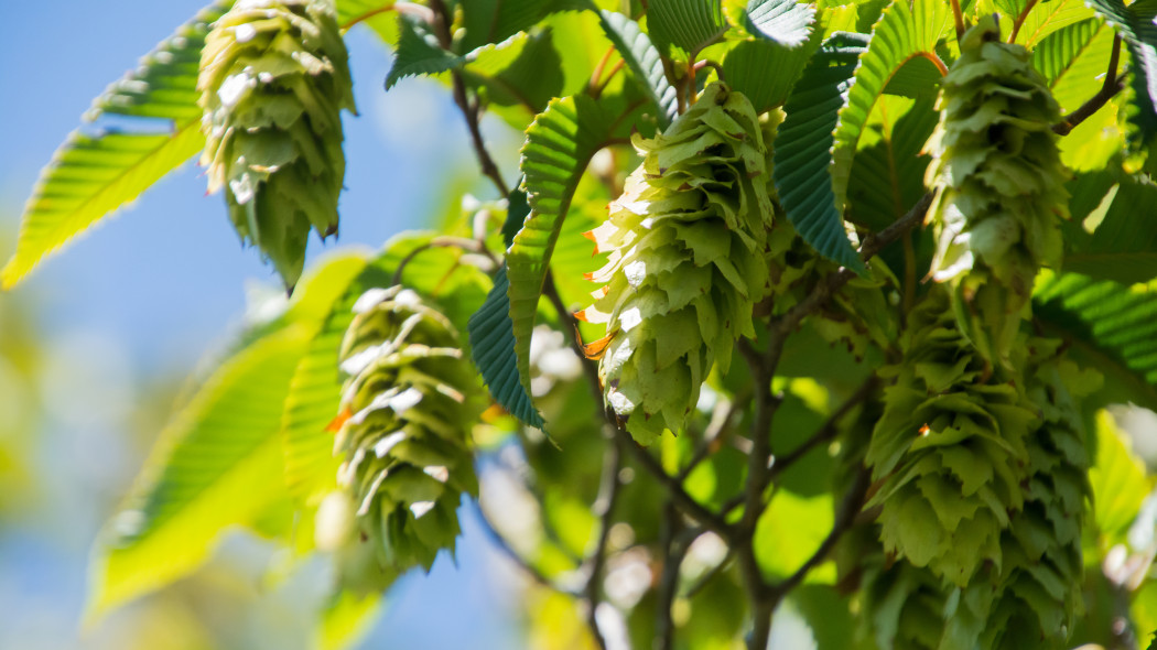 Grab japoński (Carpinus japonica)