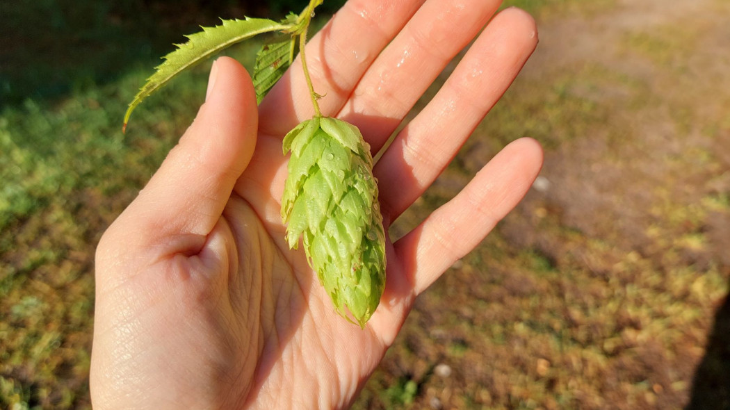 Grab japoński (Carpinus japonica)