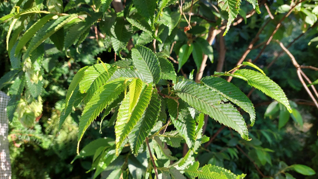 Grab japoński (Carpinus japonica)