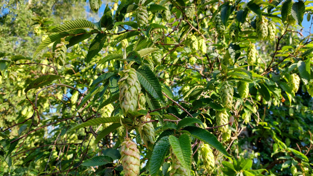 Grab japoński (Carpinus japonica)