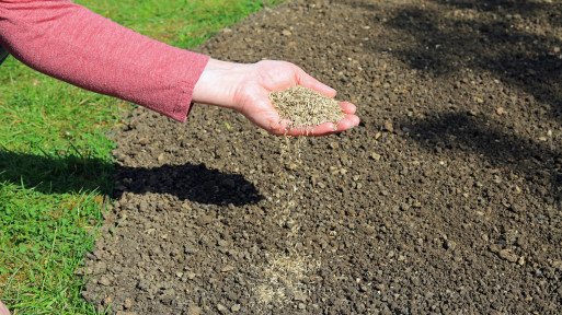 Masz łysiny na trawniku? Dosiej te nasiona, a znów będzie zielono