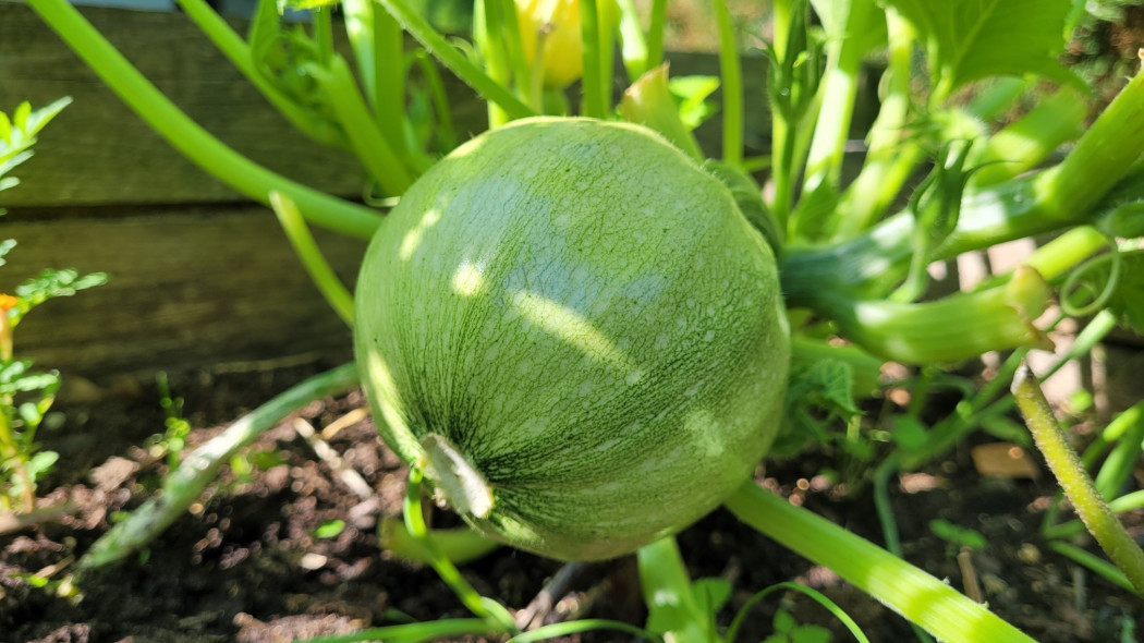 Cukinia Tondo chiaro di Nizza