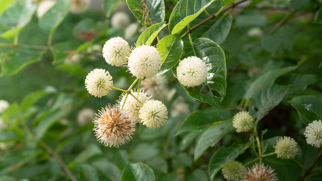 Guzikowiec zachodni (Cephalanthus occidentalis)