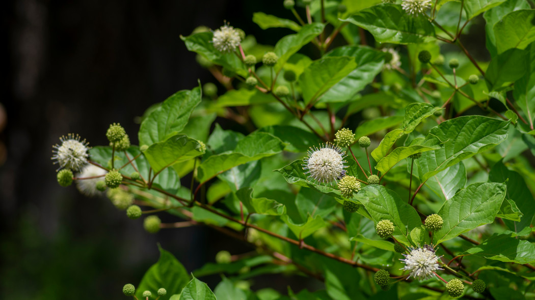 Guzikowiec zachodni (Cephalanthus occidentalis)