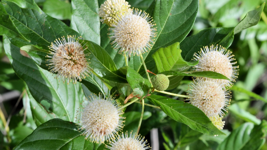 Guzikowiec zachodni (Cephalanthus occidentalis)