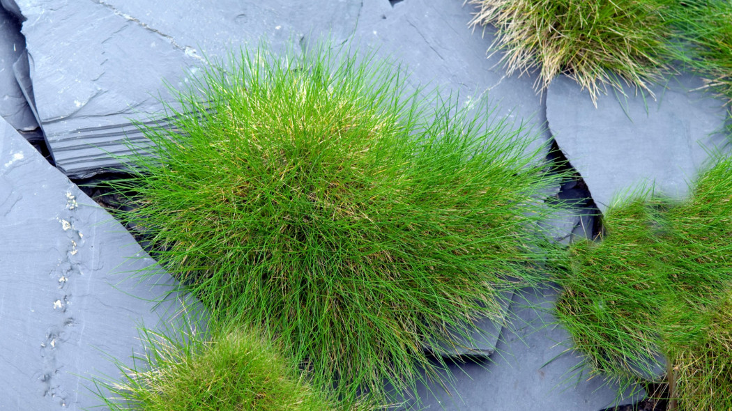 Kostrzewa miotlasta, Gautiera (Festuca scoparia)