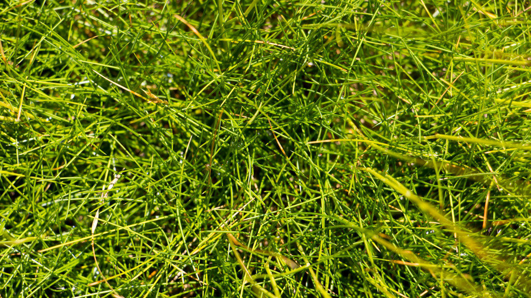 Kostrzewa miotlasta, Gautiera (Festuca scoparia)